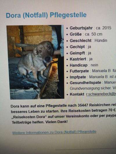 Tierschutzhunde suchen ein Zuhause-Beitrag-Bild