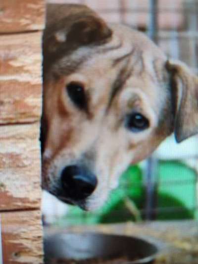 Tierschutzhunde suchen ein Zuhause-Beitrag-Bild