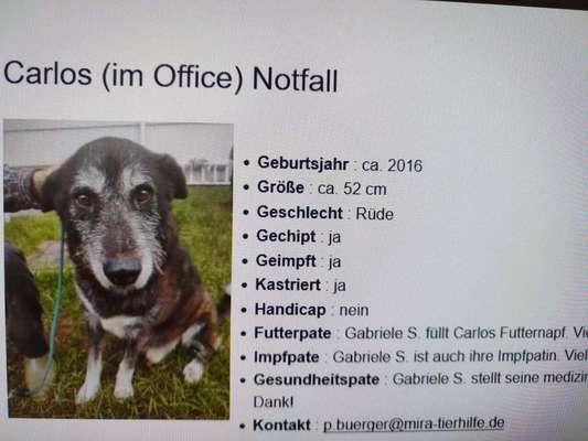 Tierschutzhunde suchen ein Zuhause-Beitrag-Bild