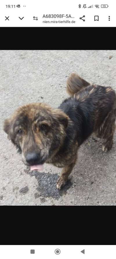 Tierschutzhunde suchen ein Zuhause-Beitrag-Bild