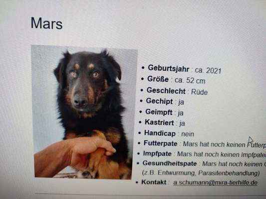 Tierschutzhunde suchen ein Zuhause-Beitrag-Bild