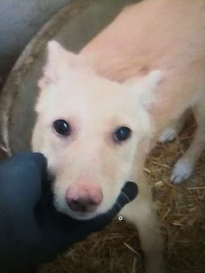 Tierschutzhunde suchen ein Zuhause-Beitrag-Bild