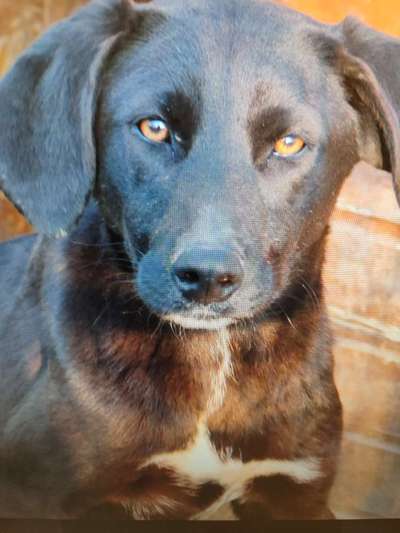 Tierschutzhunde suchen ein Zuhause-Beitrag-Bild