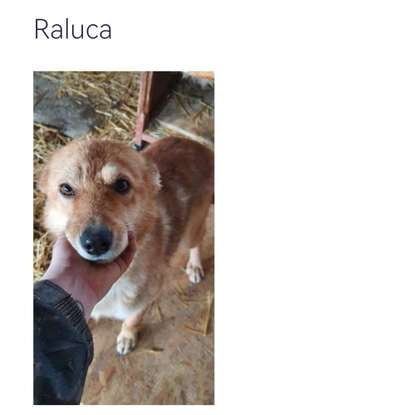 Tierschutzhunde suchen ein Zuhause-Beitrag-Bild