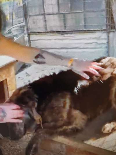 Tierschutzhunde suchen ein Zuhause-Beitrag-Bild