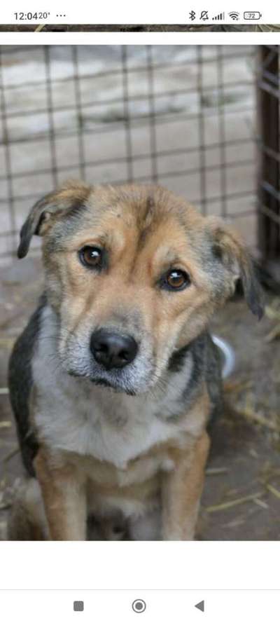 Tierschutzhunde suchen ein Zuhause-Beitrag-Bild