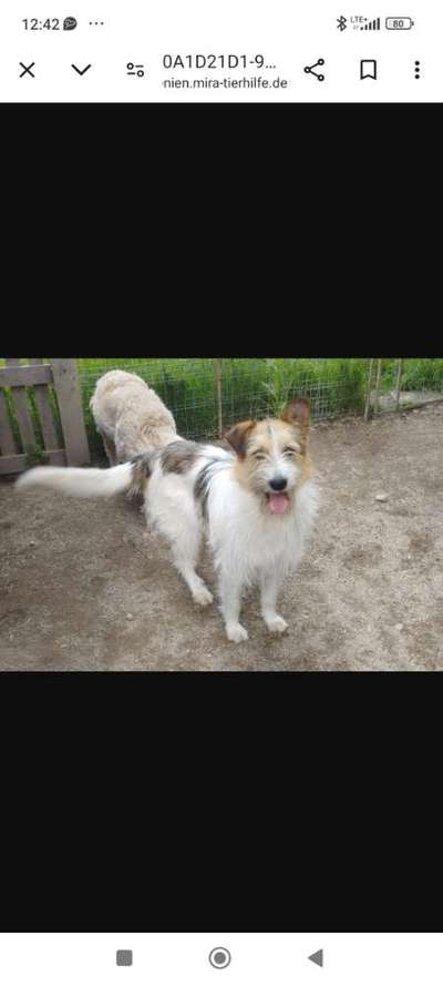 Tierschutzhunde suchen ein Zuhause-Beitrag-Bild