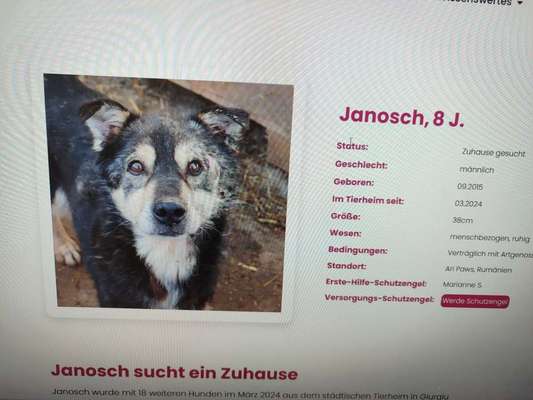Tierschutzhunde suchen ein Zuhause-Beitrag-Bild