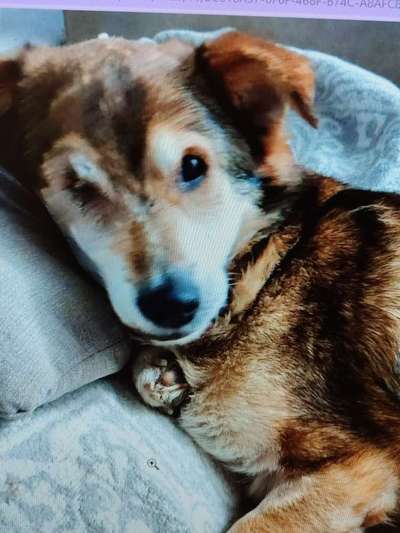 Tierschutzhunde suchen ein Zuhause-Beitrag-Bild