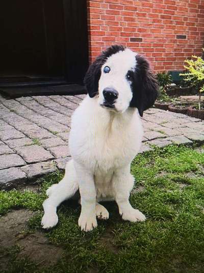 Tierschutzhunde suchen ein Zuhause-Beitrag-Bild
