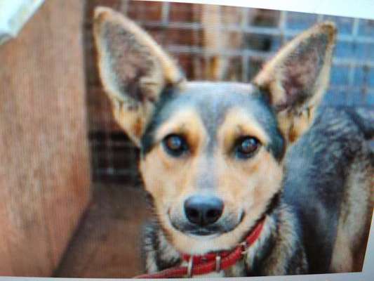 Tierschutzhunde suchen ein Zuhause-Beitrag-Bild