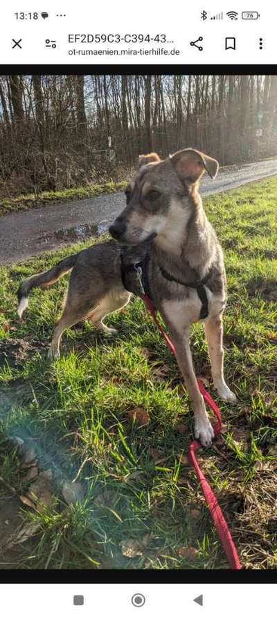 Tierschutzhunde suchen ein Zuhause-Beitrag-Bild