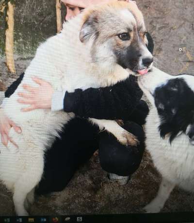 Tierschutzhunde suchen ein Zuhause-Beitrag-Bild