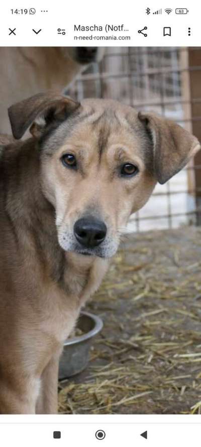 Tierschutzhunde suchen ein Zuhause-Beitrag-Bild
