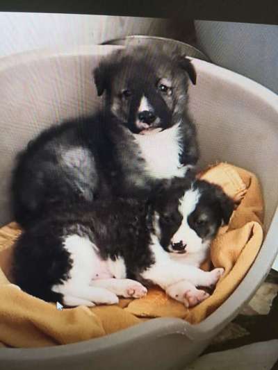 Tierschutzhunde suchen ein Zuhause-Beitrag-Bild