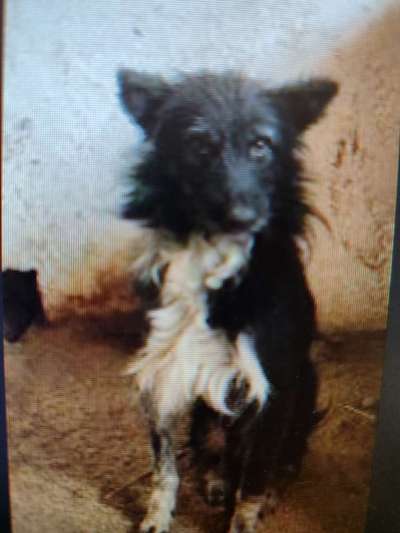 Tierschutzhunde suchen ein Zuhause-Beitrag-Bild