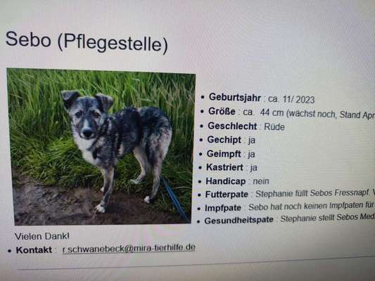 Tierschutzhunde suchen ein Zuhause-Beitrag-Bild