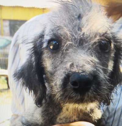 Tierschutzhunde suchen ein Zuhause-Beitrag-Bild