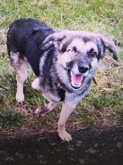 Tierschutzhunde suchen ein Zuhause-Beitrag-Bild