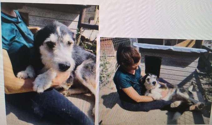 Tierschutzhunde suchen ein Zuhause-Beitrag-Bild