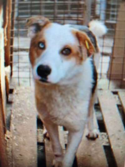 Tierschutzhunde suchen ein Zuhause-Beitrag-Bild