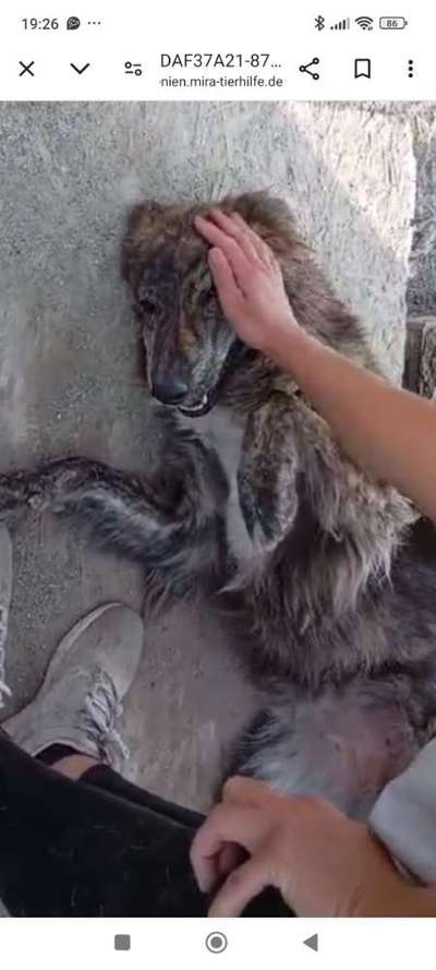 Tierschutzhunde suchen ein Zuhause-Beitrag-Bild