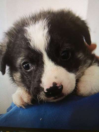 Tierschutzhunde suchen ein Zuhause-Beitrag-Bild