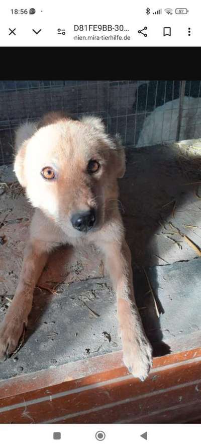 Tierschutzhunde suchen ein Zuhause-Beitrag-Bild