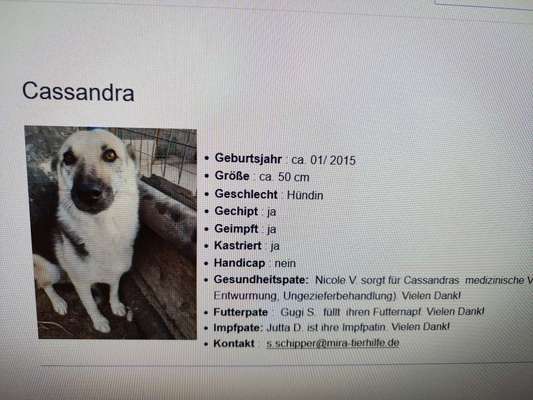 Tierschutzhunde suchen ein Zuhause-Beitrag-Bild