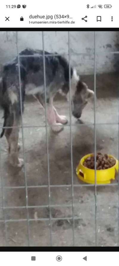 Tierschutzhunde suchen ein Zuhause-Beitrag-Bild