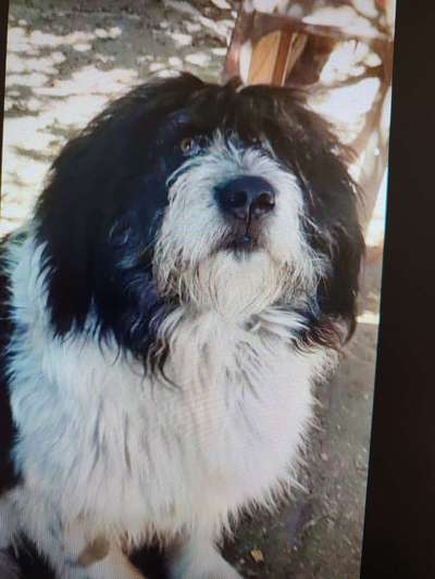 Tierschutzhunde suchen ein Zuhause-Beitrag-Bild