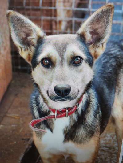 Tierschutzhunde suchen ein Zuhause-Beitrag-Bild