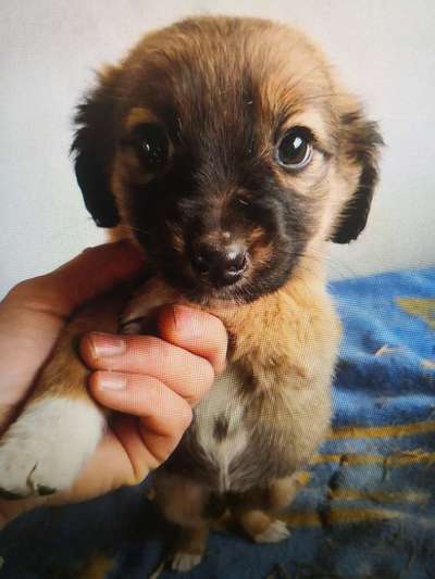 Tierschutzhunde suchen ein Zuhause-Beitrag-Bild