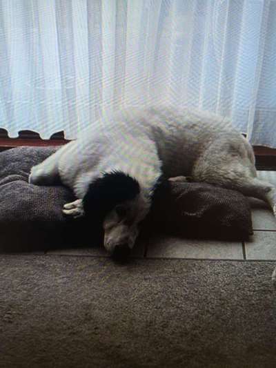 Tierschutzhunde suchen ein Zuhause-Beitrag-Bild