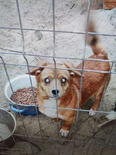 Tierschutzhunde suchen ein Zuhause-Beitrag-Bild
