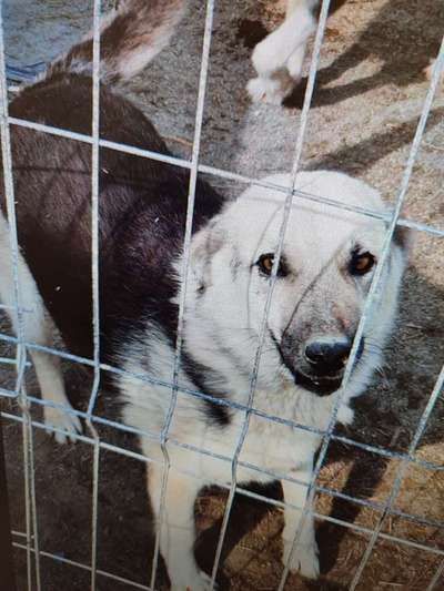 Tierschutzhunde suchen ein Zuhause-Beitrag-Bild