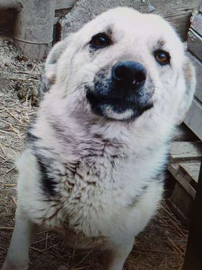 Tierschutzhunde suchen ein Zuhause-Beitrag-Bild