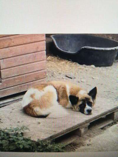 Tierschutzhunde suchen ein Zuhause-Beitrag-Bild