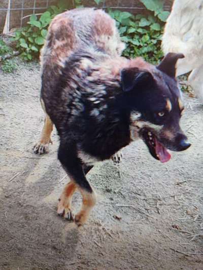 Tierschutzhunde suchen ein Zuhause-Beitrag-Bild