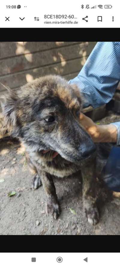 Tierschutzhunde suchen ein Zuhause-Beitrag-Bild