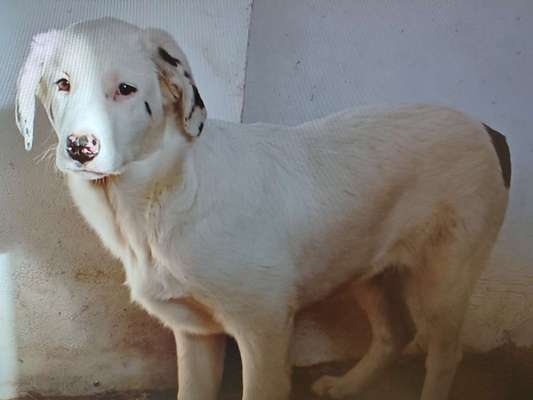 Tierschutzhunde suchen ein Zuhause-Beitrag-Bild