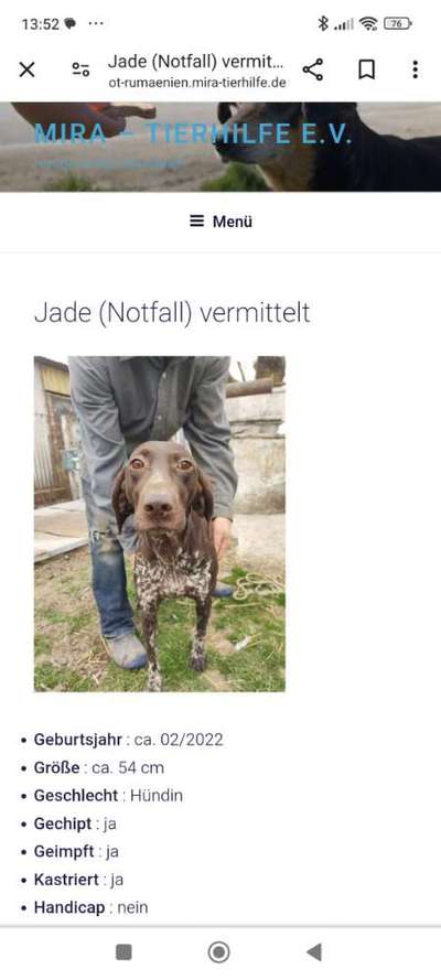 Tierschutzhunde suchen ein Zuhause-Beitrag-Bild