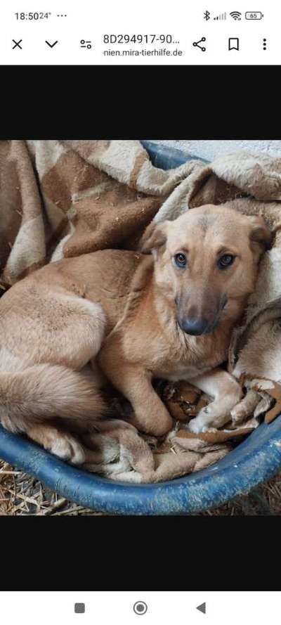 Tierschutzhunde suchen ein Zuhause-Beitrag-Bild