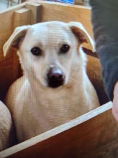 Tierschutzhunde suchen ein Zuhause-Beitrag-Bild