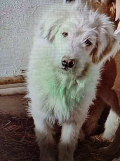 Tierschutzhunde suchen ein Zuhause-Beitrag-Bild