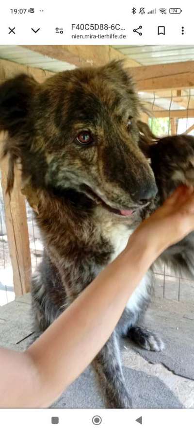 Tierschutzhunde suchen ein Zuhause-Beitrag-Bild