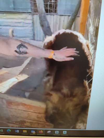 Tierschutzhunde suchen ein Zuhause-Beitrag-Bild