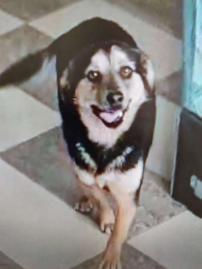 Tierschutzhunde suchen ein Zuhause-Beitrag-Bild