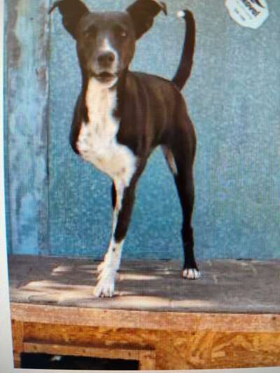 Tierschutzhunde suchen ein Zuhause-Beitrag-Bild