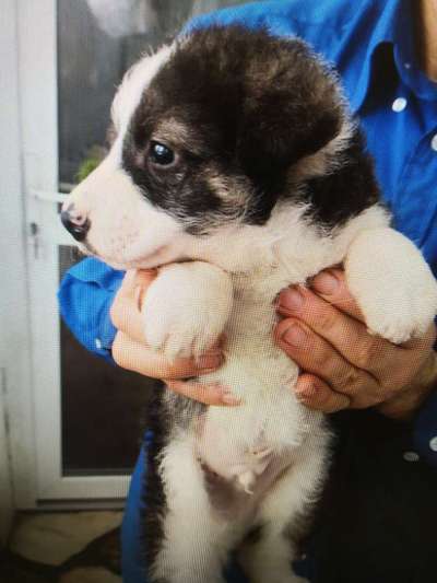 Tierschutzhunde suchen ein Zuhause-Beitrag-Bild